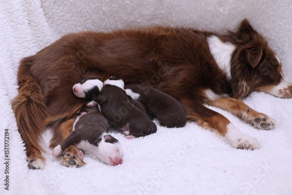 Obraz Mother dog is laying on a white blanket with her puppies