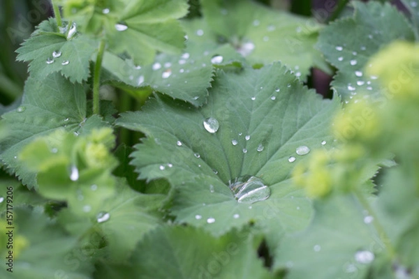Obraz leafy dew drops