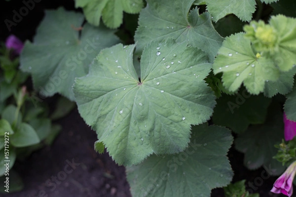 Obraz dew drops on plants
