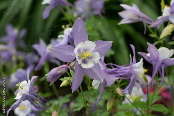 Obraz purple star flower