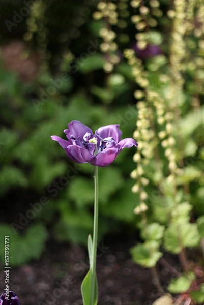 Fototapeta Purple tulip in the garden on a background of greenery