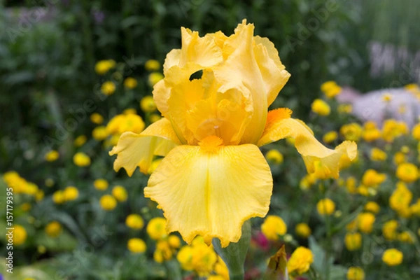 Obraz yellow iris