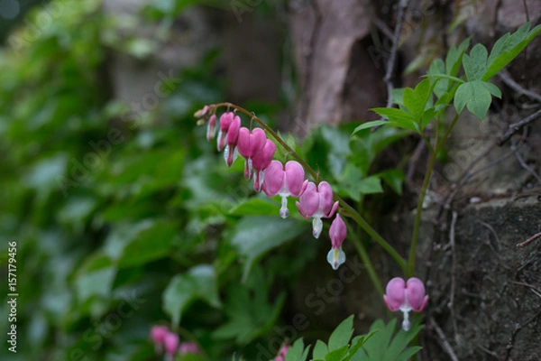 Obraz pink snowdrops