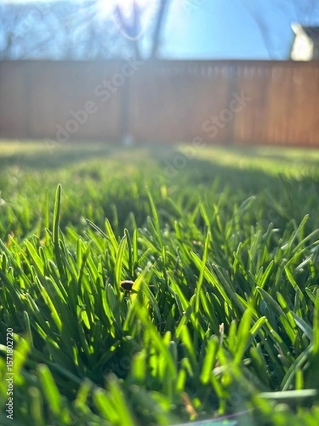 Obraz green grass on a sunny day
