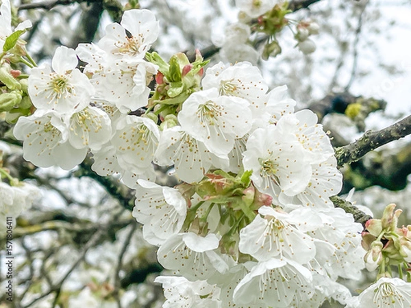 Fototapeta Apple Tree Floral Blossom. Bright Spring time background. group of many white Apple fruit Flowers. upwards, close up, full frame