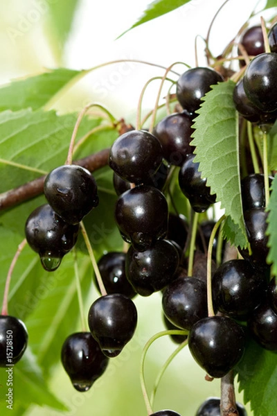 Obraz Black Cherries