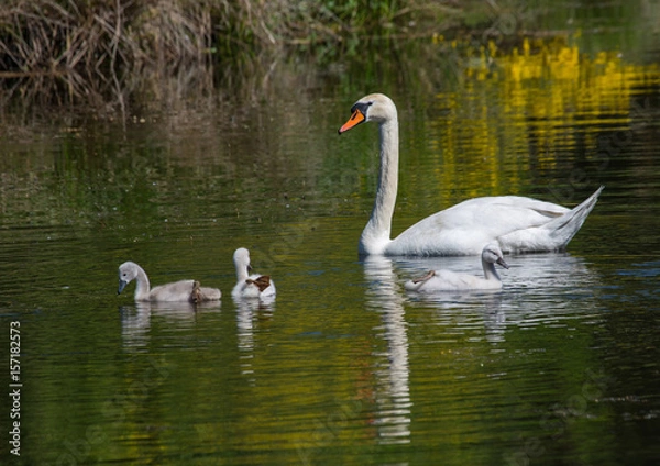 Fototapeta Two week old mute swan babies swimming together with their parents on a pond in the district of Buechenbach of the city of Erlangen