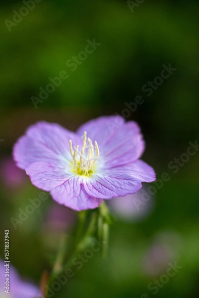 Fototapeta ピンクの花の写真