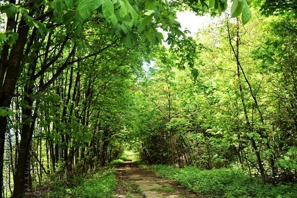 Obraz Droga na górę Żak