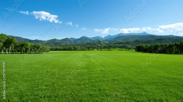 Fototapeta A large, open field with a clear blue sky