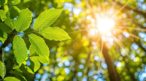 Fototapeta A leafy tree with a bright sun shining through the leaves