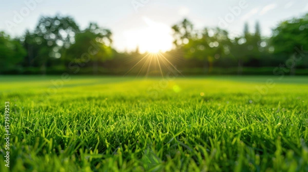 Fototapeta A large field of green grass with a bright sun shining on it