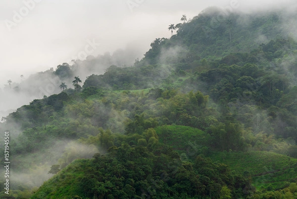 Obraz Cloud forest fog, Mindo cloud forest, Ecuador.