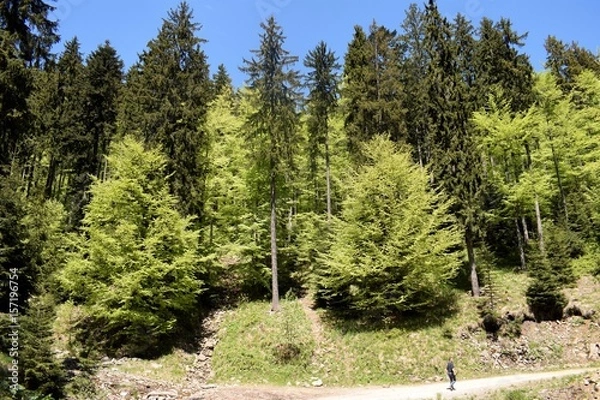 Obraz Drzewa mieszane