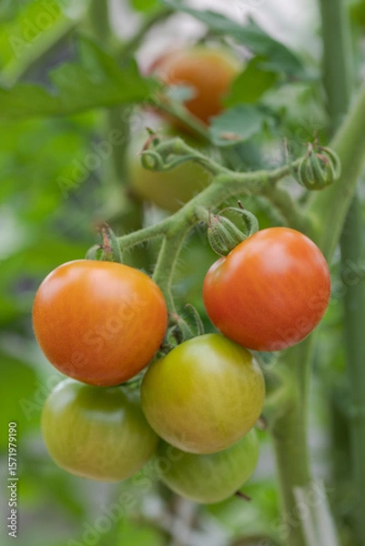 Fototapeta トマトの実り