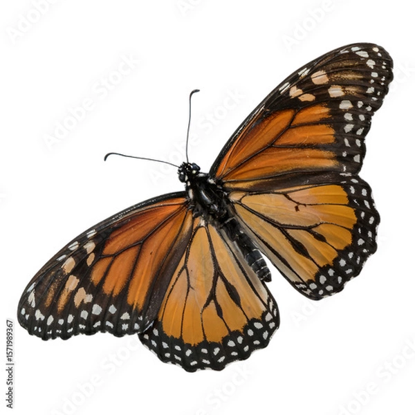 Fototapeta Monarch butterfly isolated on black background detailed macro photo png isolated on transparent background