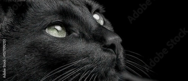 Fototapeta Close up profile of a black cat's face with striking green eyes and white whiskers against a dark background
