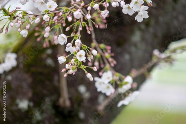 Obraz cherry blossoms