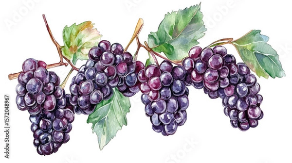 Obraz Watercolor Painting Of A Branch Of Ripe Black Grapes With Green Leaves Isolated On A Transparent Background