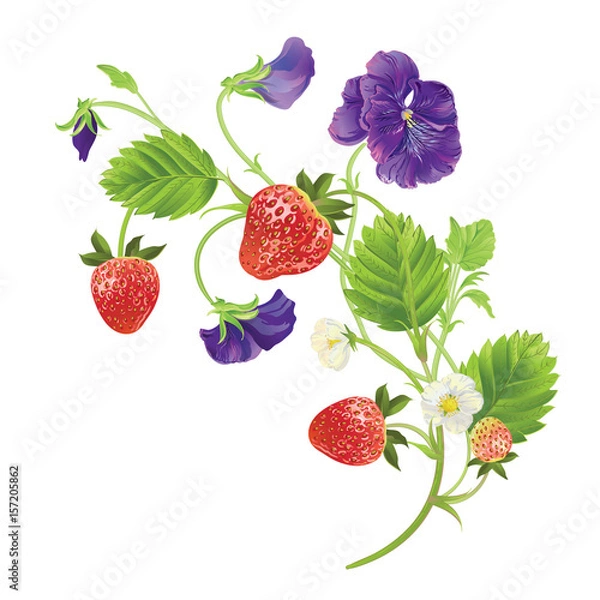 Fototapeta beautiful heartsease . vector illustration of a realistic
