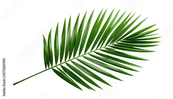 Obraz Green palm leaf  isolated on transparent background