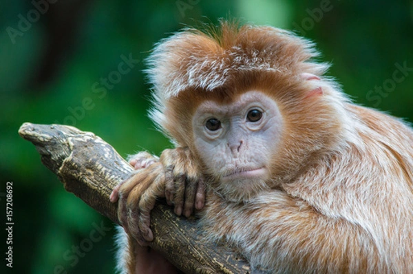 Obraz Ebony Langur Monkey