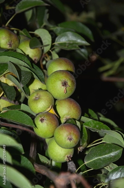 Fototapeta A branch of a pear tree with unripe fruits, taken at night.