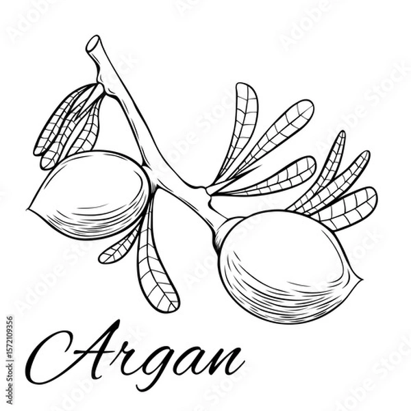Obraz Argan branch with fruit. Hand drawn vector illustration. Plant part isolated on white background.