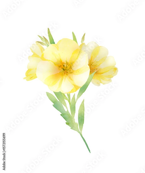 Obraz 月見草の花の水彩画