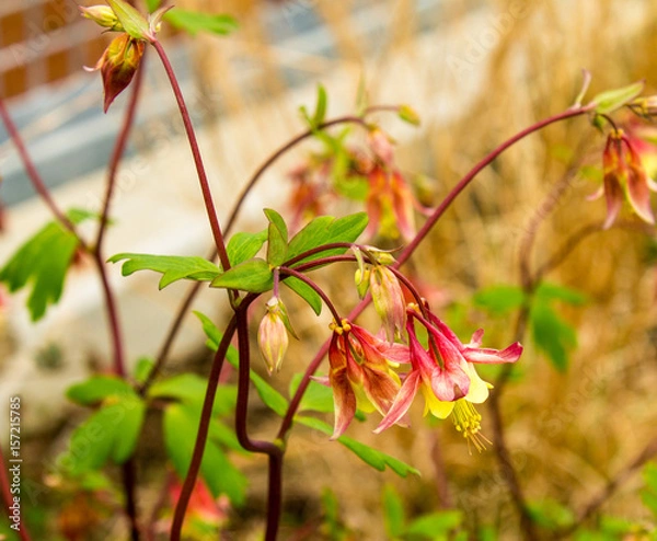 Obraz Eastern Columbine Flower