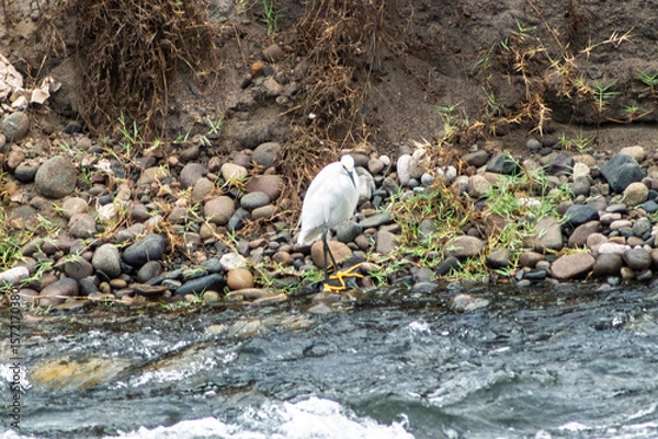 Obraz white heron on the river