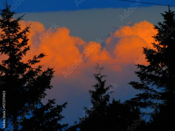 Obraz sunset in the forest