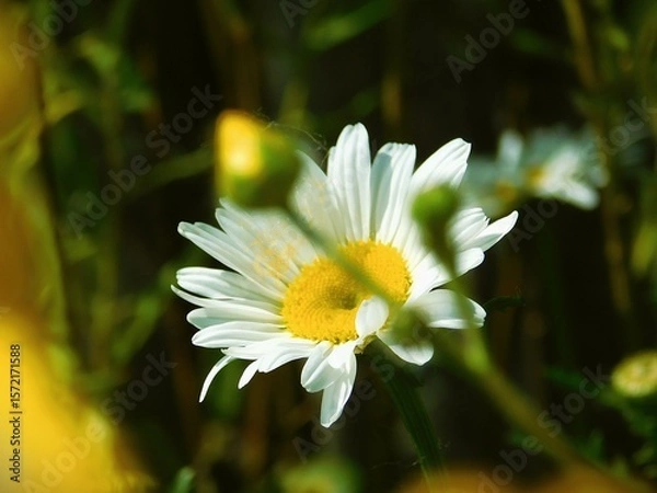 Obraz white daisy flower