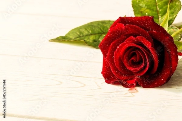 Obraz Red rose on wood with copy space