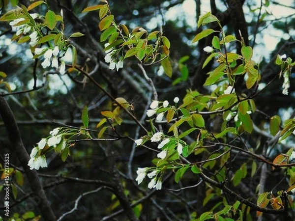 Obraz tree in the forest
