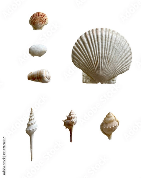 Fototapeta Seashell Set