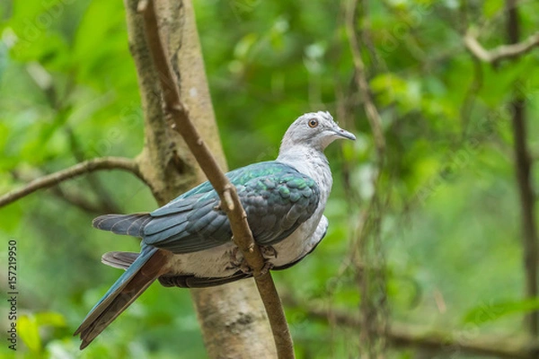 Obraz Green Imperial Pigeon