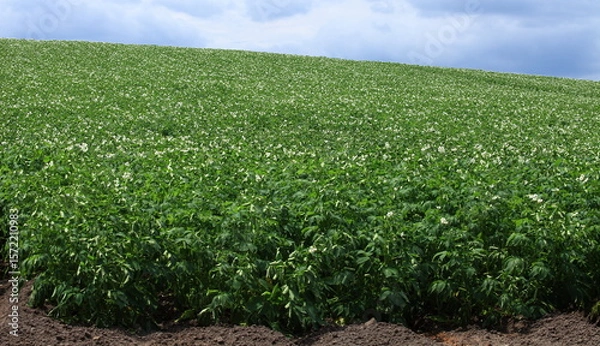 Obraz 丘一面に植えられたジャガイモ