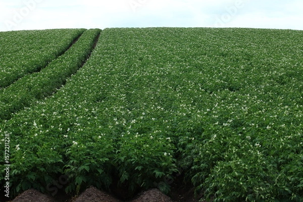 Obraz 広大なじゃがいも畑