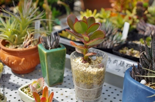 Fototapeta 寄せ植えの多肉植物