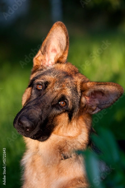 Obraz German shepherd