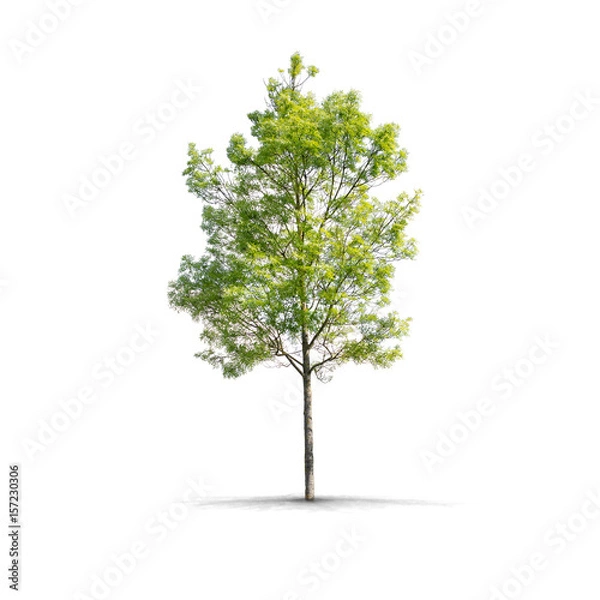 Fototapeta High definition Tree isolated on a white background