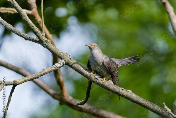 Fototapeta A Common cuckoo (Cuculus canorus) cuckoo sits on the branch. Wild bird in a natural habitat. Wildlife Photography. European cuckoo.