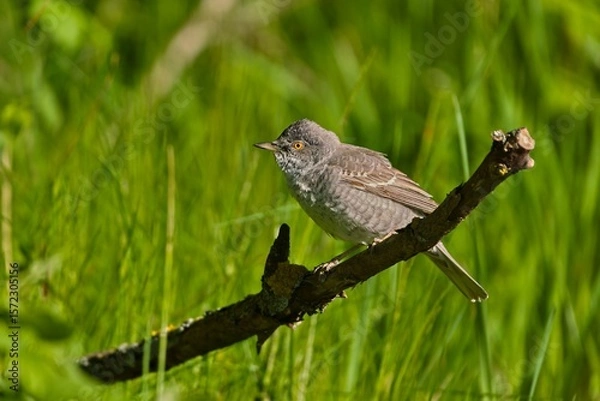 Fototapeta A barred warbler (Sylvia nisoria) sits on a hawthorn. songbird in the nature habitat.