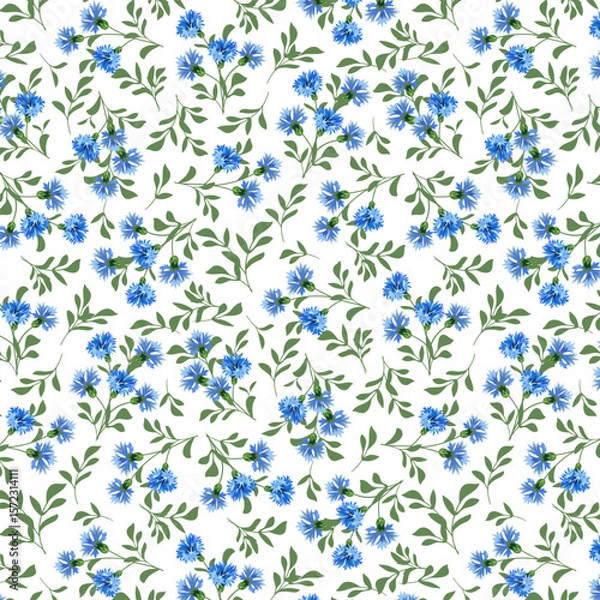 Obraz Transparent background with cornflowers. seamless pattern with cornflowers on a transparent background.