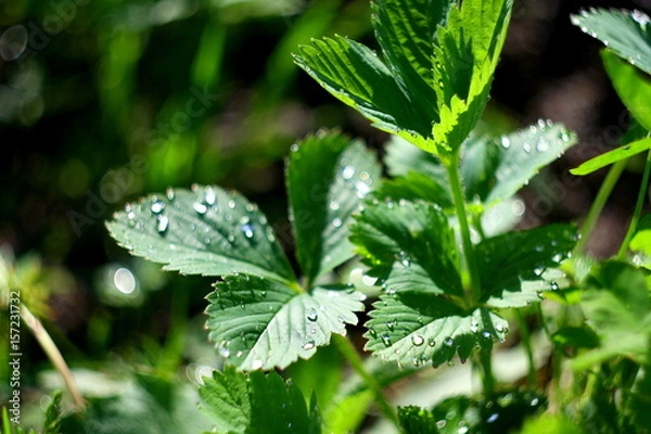 Fototapeta strawberry
