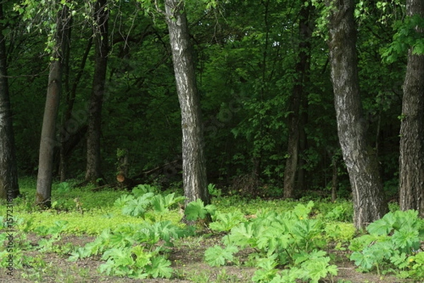 Fototapeta  birches, trees, forest