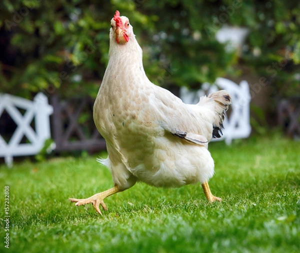 Obraz Zabawny kurczak runnigh w bio farmie