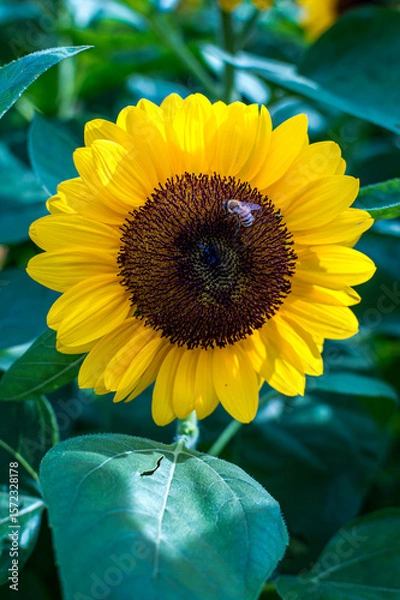 Obraz A Bee pollinating a sunflower