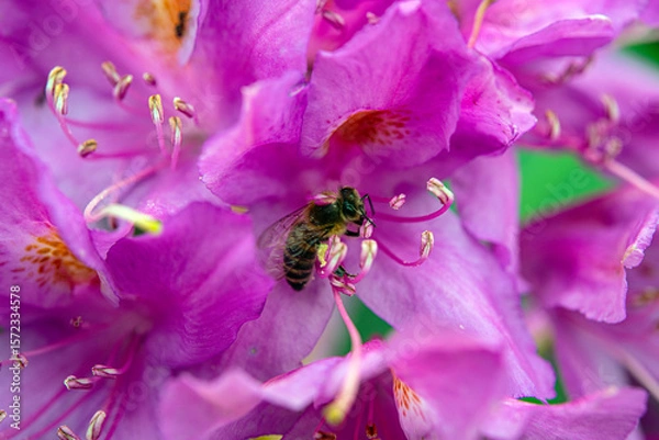 Fototapeta Komar or Kumar is the name of the Rhododendron plant (Rhododendron ponticum in Latin). A type of flower that bees use to make honey from its purple flowers. Rize Türkiye.